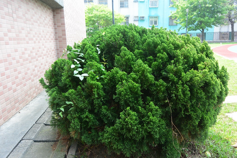 圓柏，開新視窗